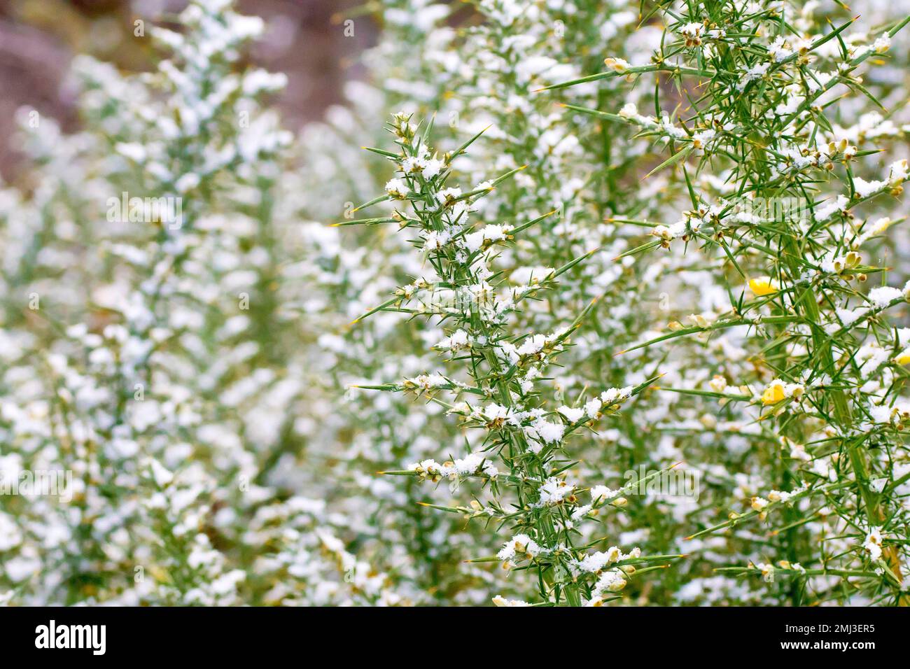 Gorse, Furze, Whin ou Whins (ulex europaeus), gros plan montrant les tiges épineuses du grand arbuste recouvert d'une légère poussière de neige Banque D'Images