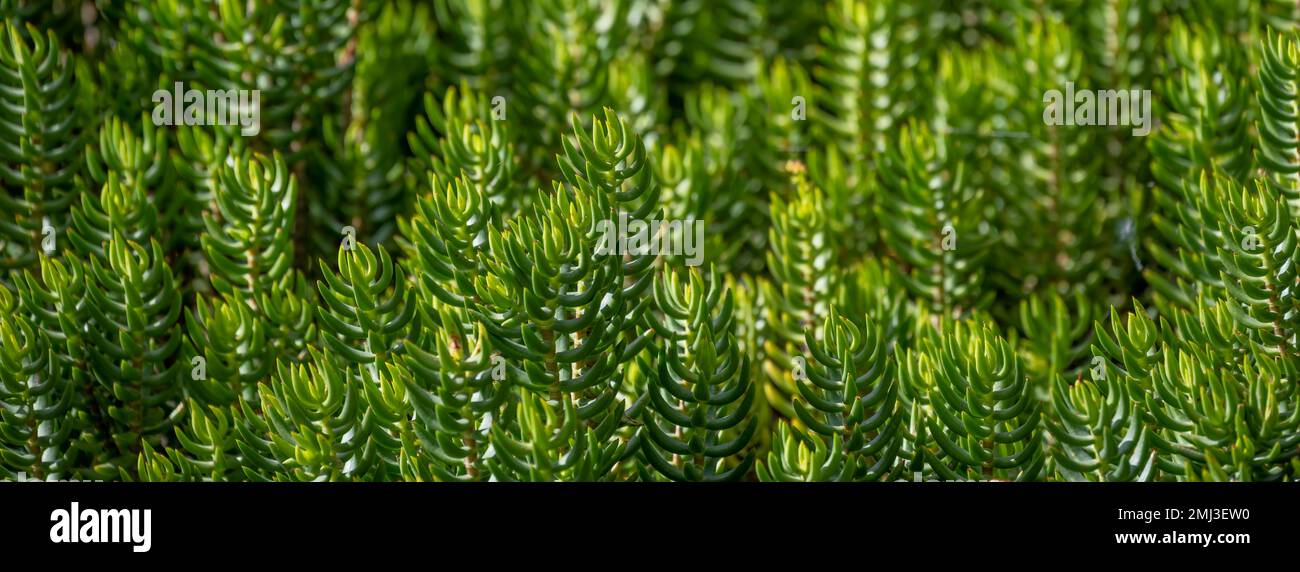 Plantes vertes, papier peint, jardin botanique de Funchal, Jardim Botanico, Madère, Portugal Banque D'Images