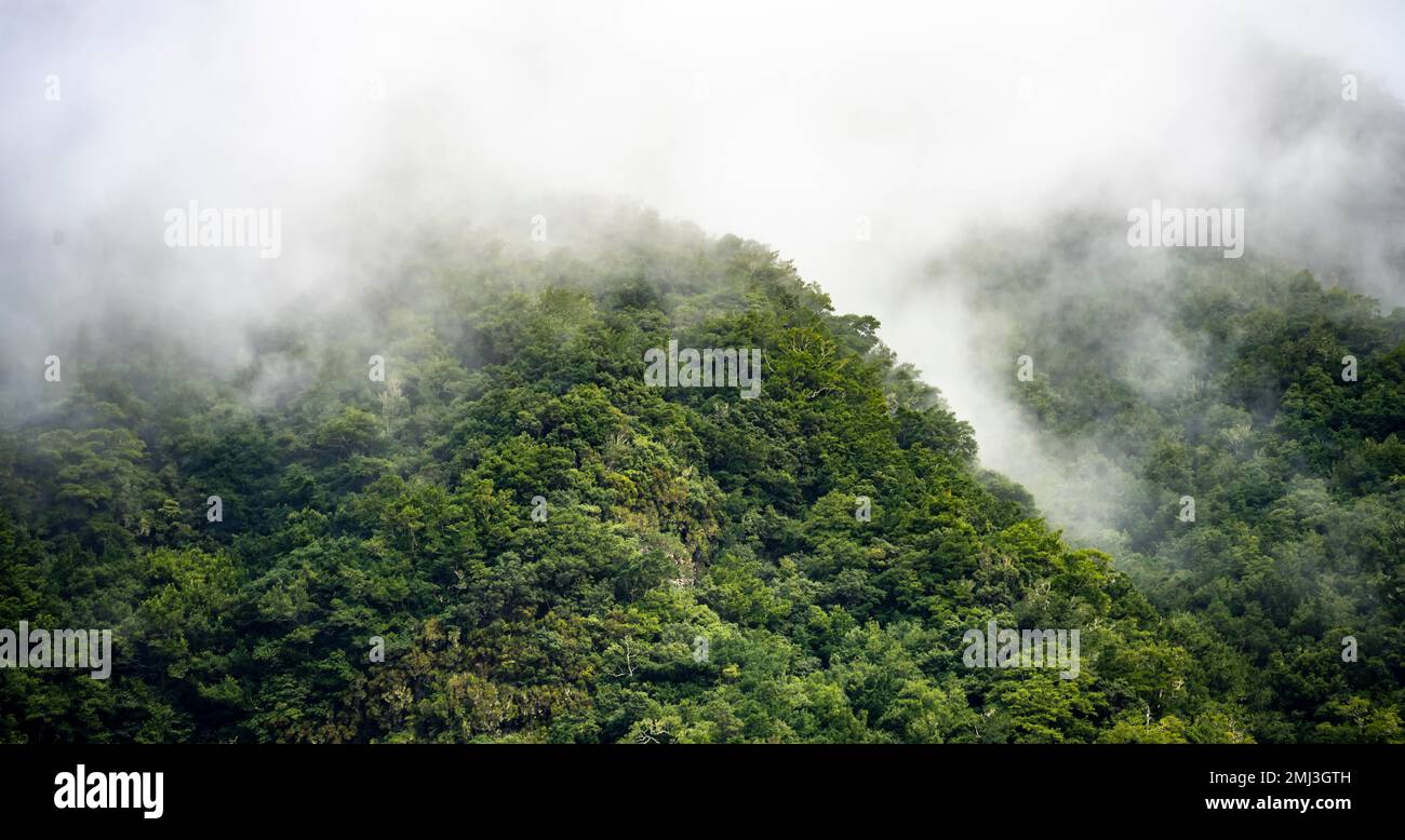 Montagnes avec brouillard, jungle, Boaventura, Madère, Portugal Banque D'Images