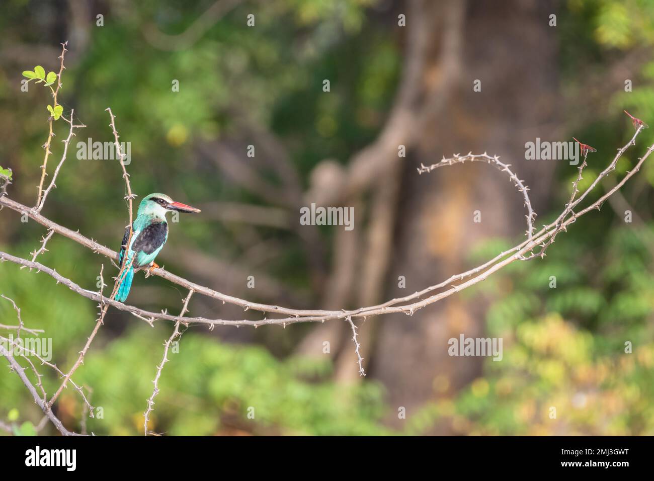 kingfisher croisé (Halcyon malimbica), perché sur la branche, Gambie, Afrique Banque D'Images