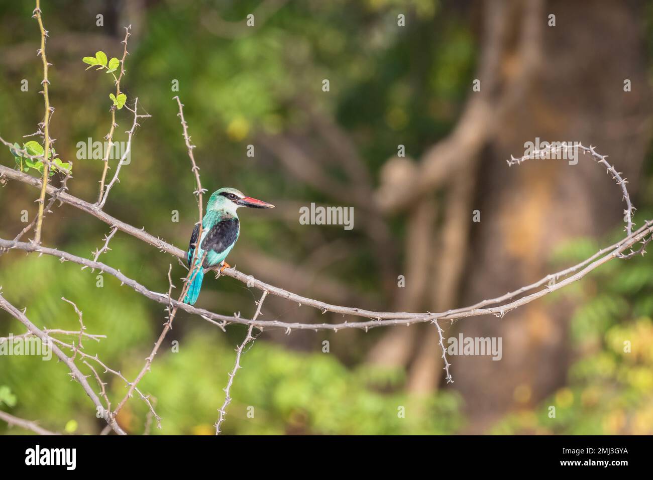 kingfisher croisé (Halcyon malimbica), perché sur la branche, Gambie, Afrique Banque D'Images
