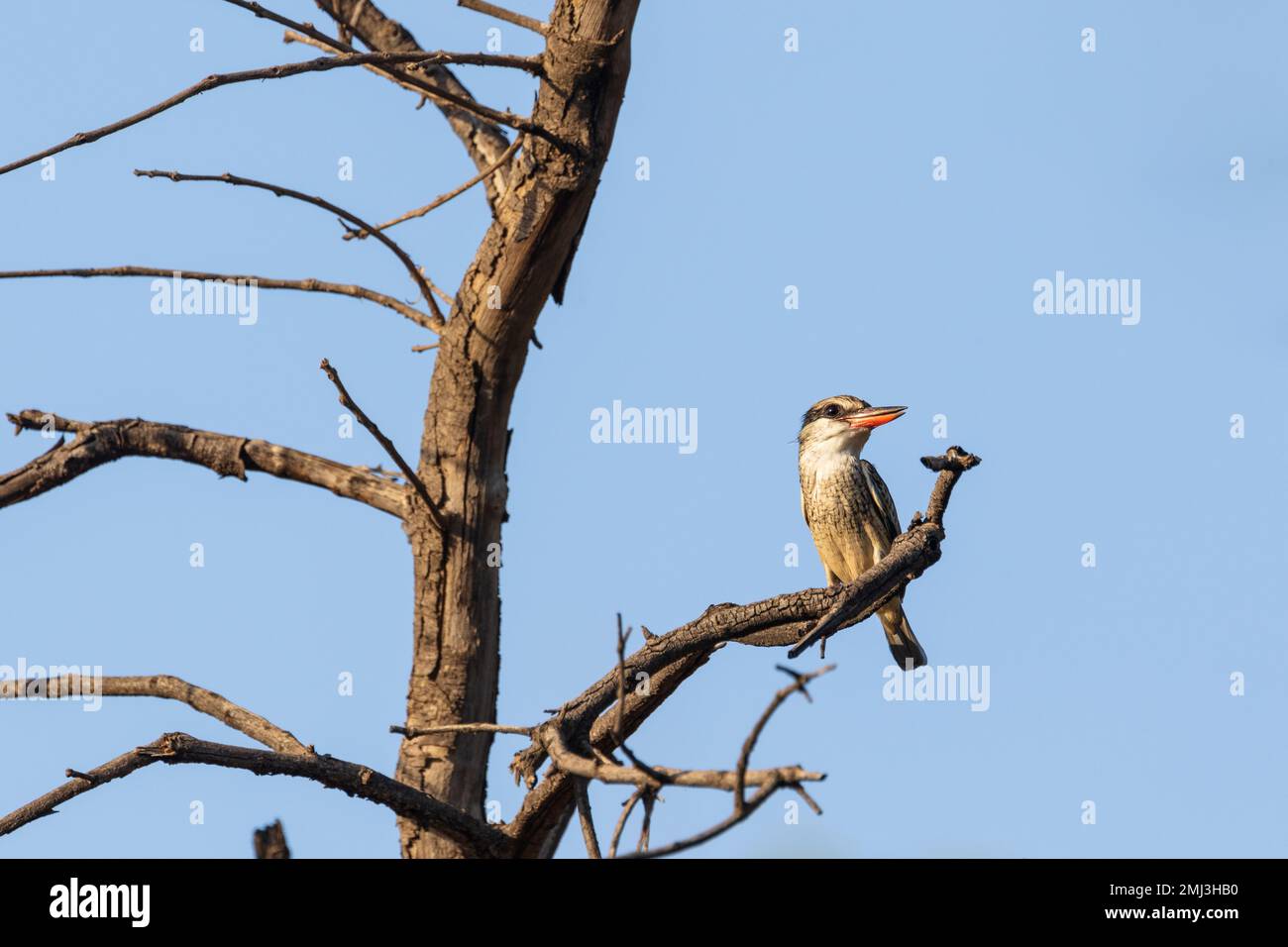kingfisher rayé (Halcyon chelicuti), perché sur la branche, Gambie, Afrique Banque D'Images