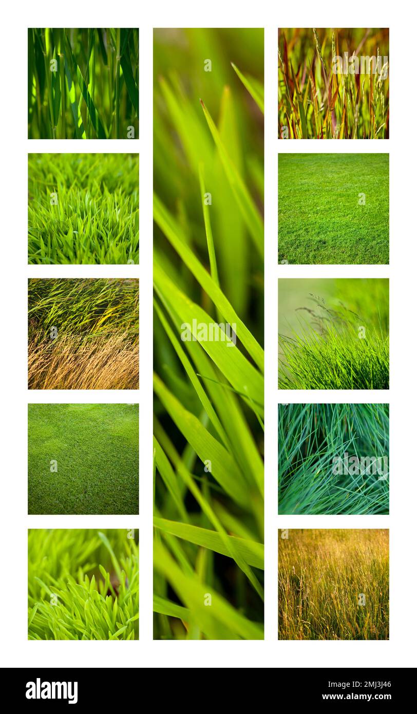 L'herbe verte et des images sur un collage Banque D'Images