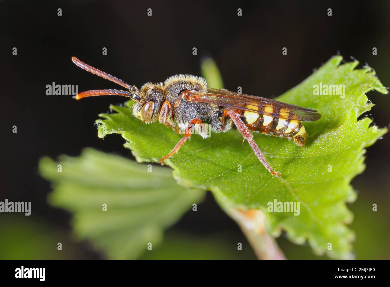 Une abeille sauvage sur la végétation dans le jardin. C'est une partie importante de l'environnement qui pollinise une variété de plantes, y compris les cultures, les fruits. Banque D'Images