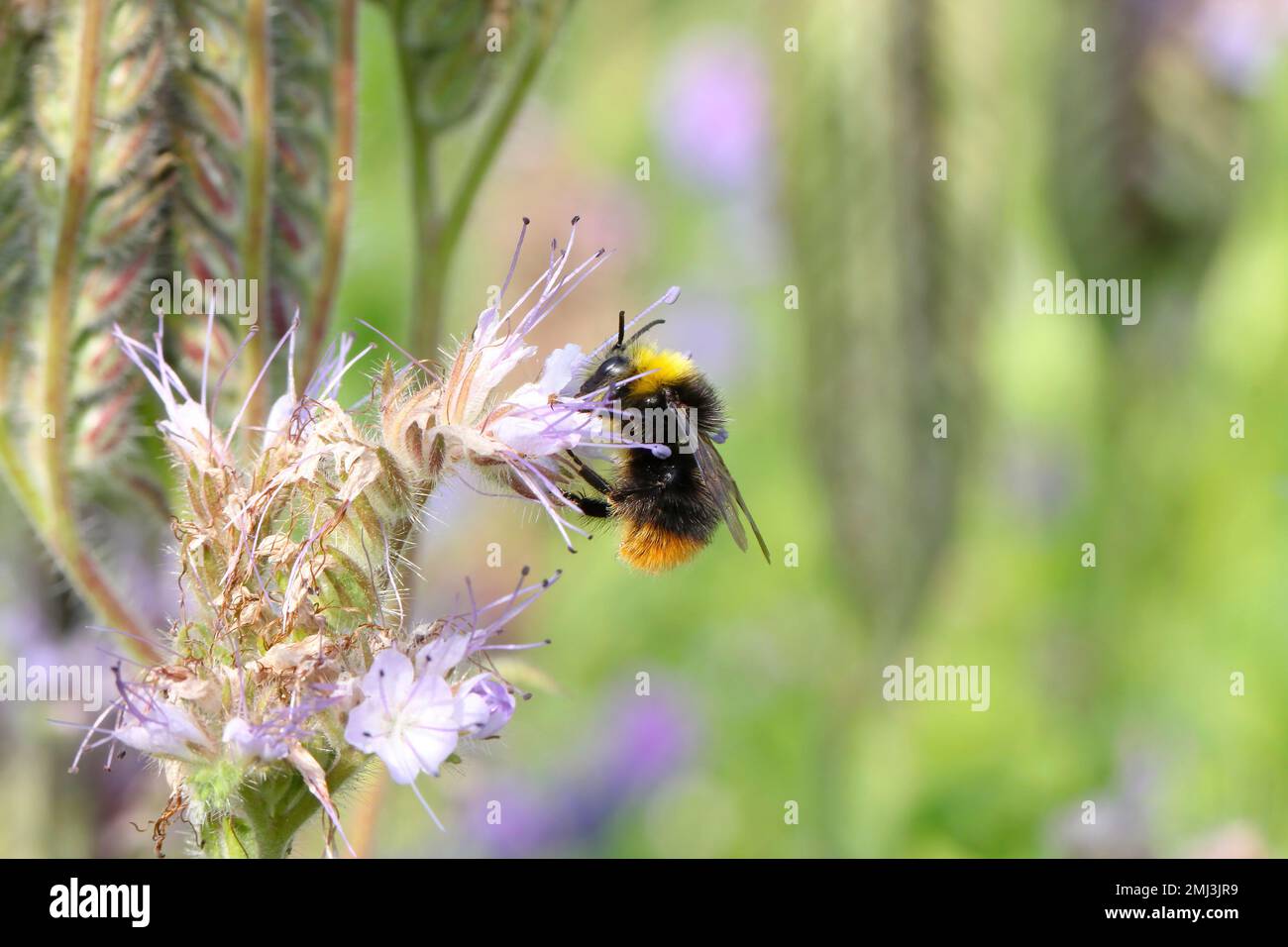 Bumblebee (Bombus sp.) Pollinisation des fleurs de la tacie phacelia, tansy bleue ou tansy pourpre, Phacelia tanacetifolia. Banque D'Images