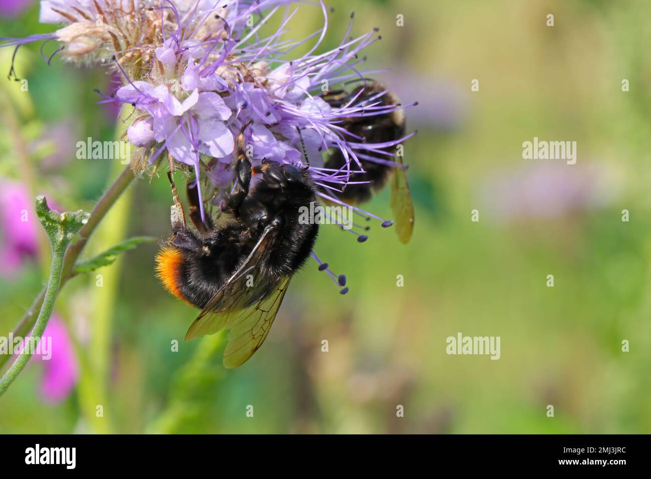Bumblebee (Bombus sp.) Pollinisation des fleurs de la tacie phacelia, tansy bleue ou tansy pourpre, Phacelia tanacetifolia. Banque D'Images