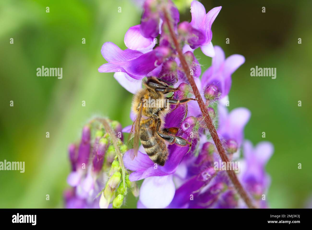 Abeille (API mellifera) pollinisant des fleurs de Vicia craca (vesce touffeté, vesce de vache, vesce d'oiseau, vesce bleue, vesce boréale), Banque D'Images