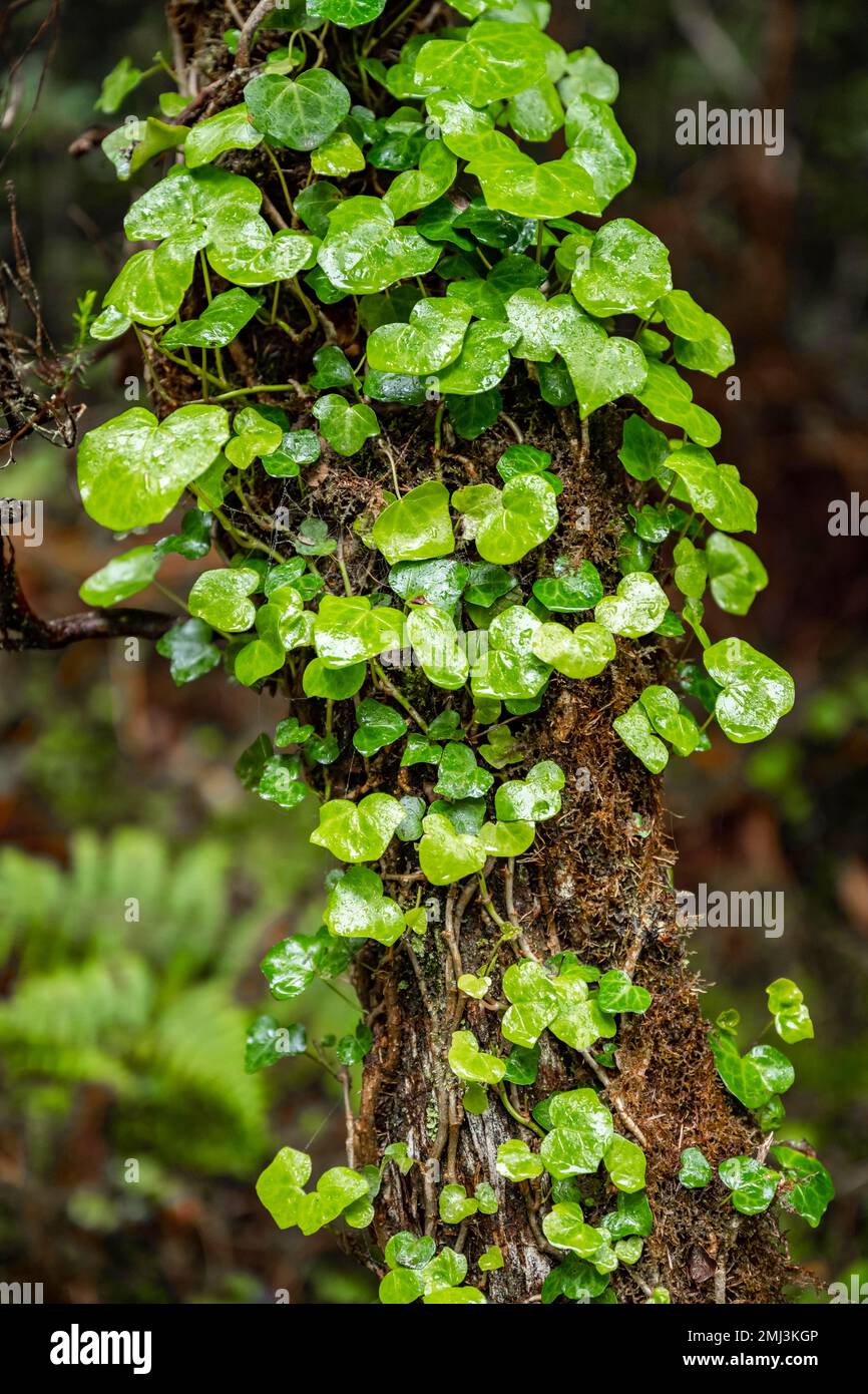 Ivy sur une branche de la forêt, Madère, Portugal Banque D'Images