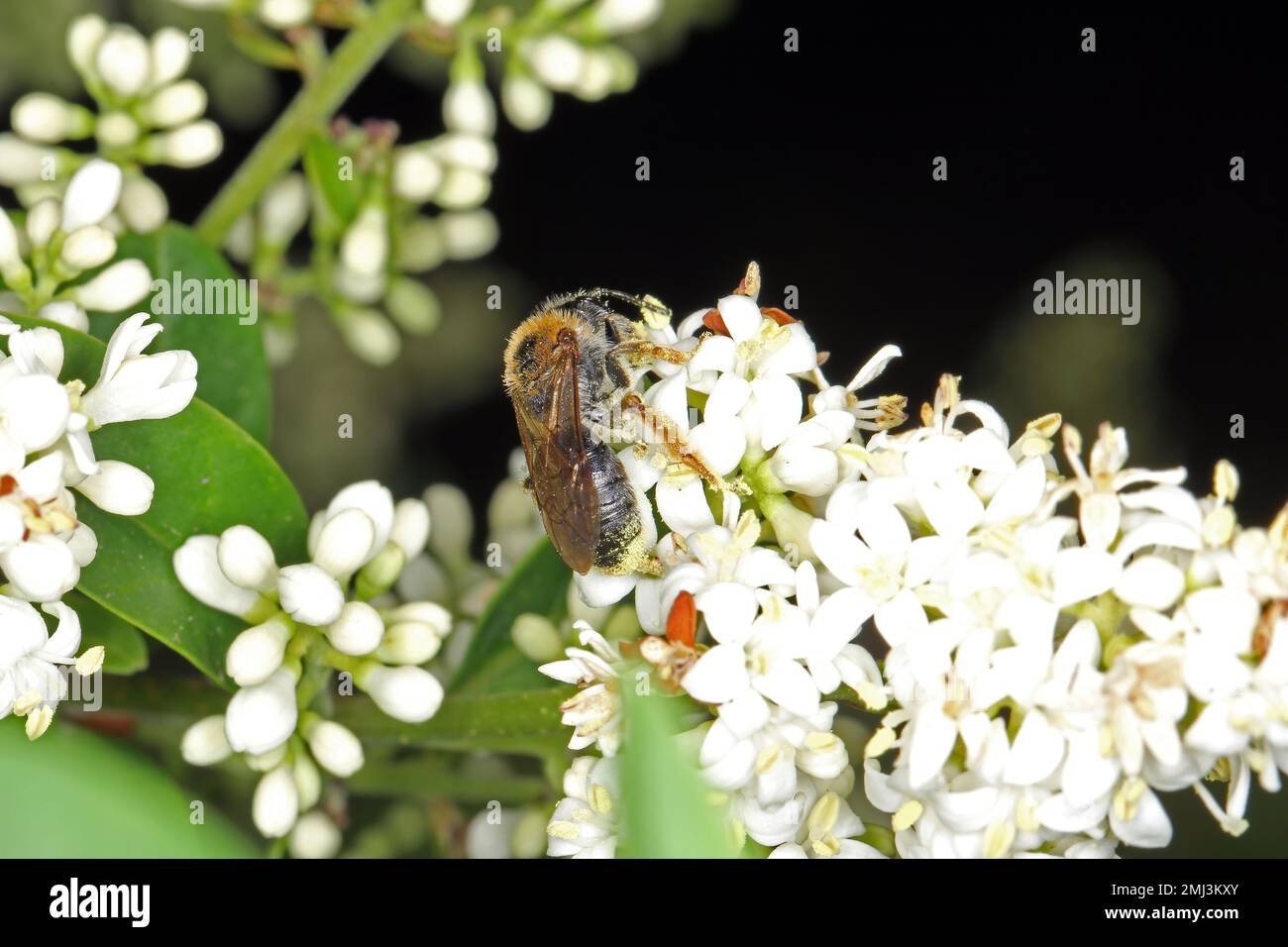 Pollinisation par les abeilles sauvages de plantes fleurs. Banque D'Images
