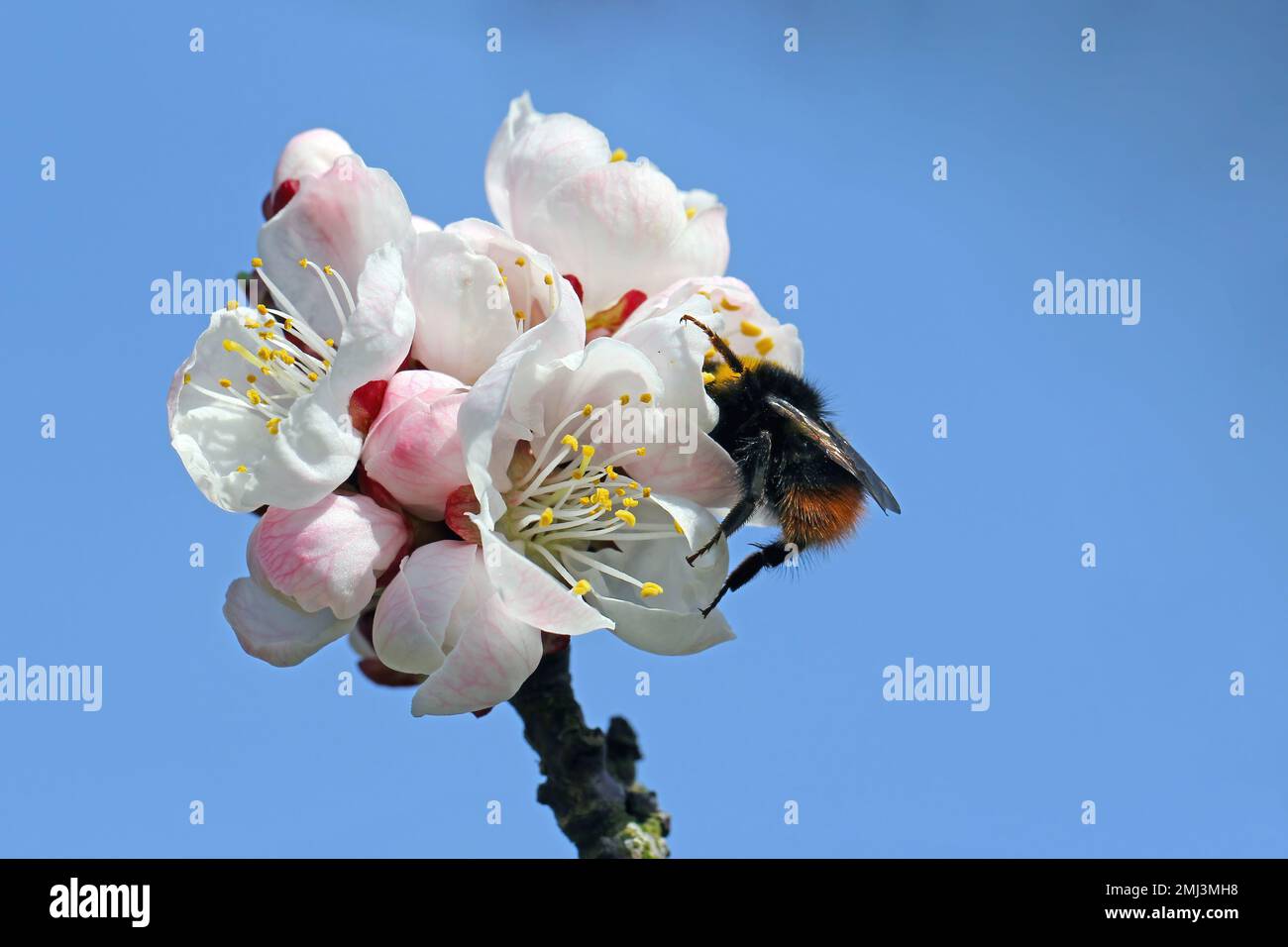 Bumblebee (Bombus sp.). Pollinisation de l'abricot dans un jardin fleuri au printemps. L'abeille Bumble récolte le miel de pollen de nectar dans les fleurs d'abricot. Banque D'Images