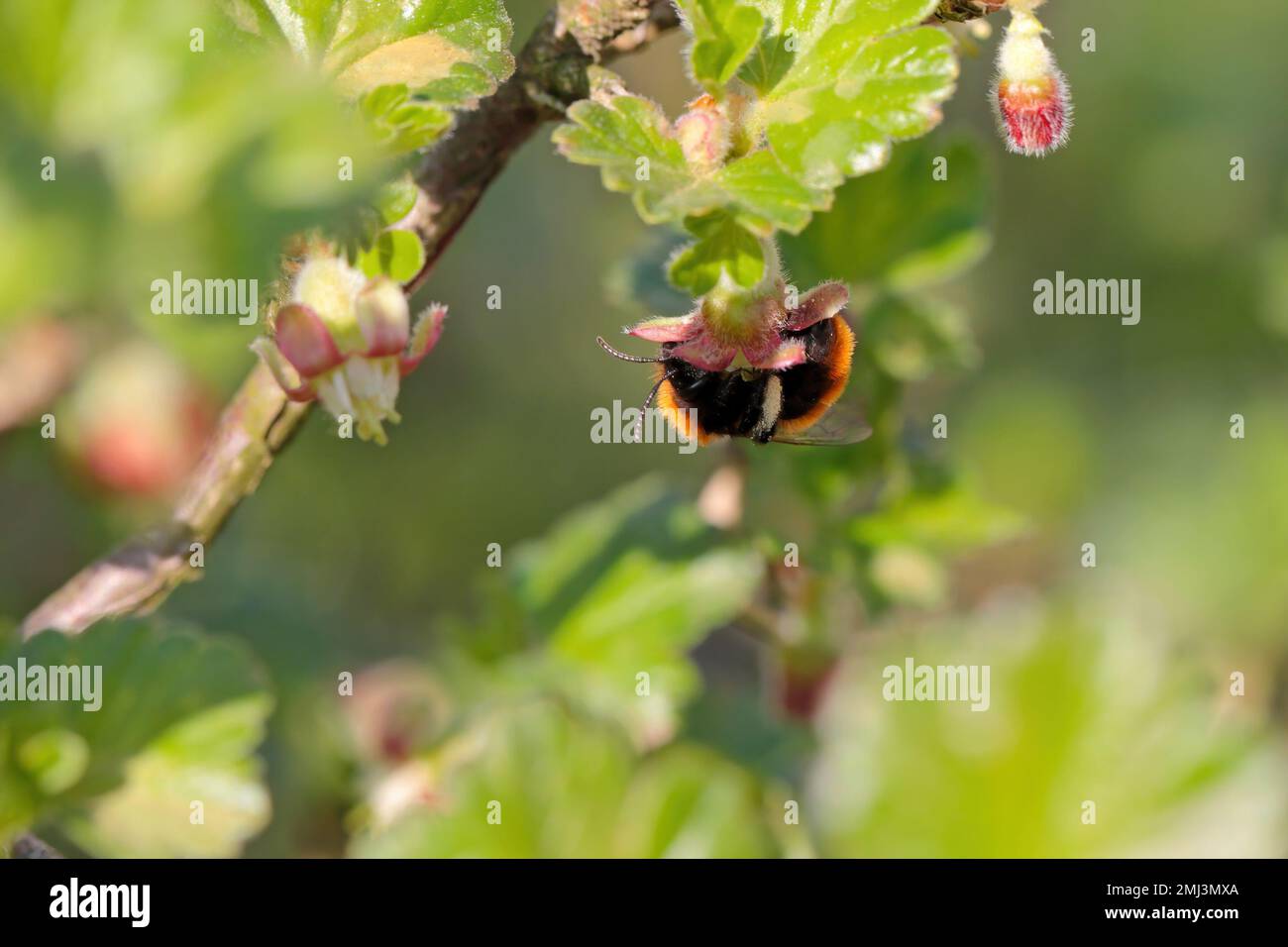 L'abeille minière de Tawny, Andrena fulva pollinisant des fleurs. Nourrissant, pollinisant la fleur de groseilles à maquereau dans le jardin au printemps. Banque D'Images