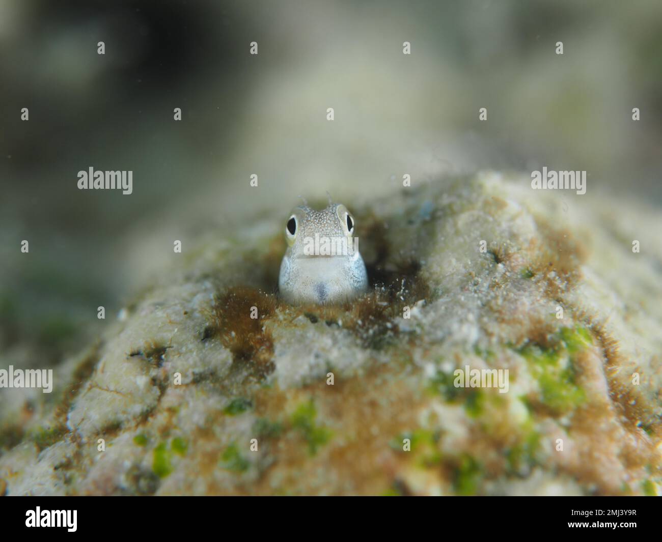 Un minuscule poisson poney (Alloblenius pictus), une dent de combat à ventre bleu, regarde de son lieu de cachette. Site de plongée House Reef, mangrove Bay, El Quesir, Red Banque D'Images