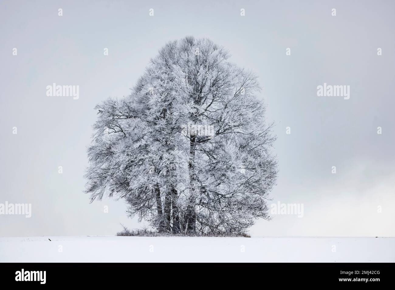 Hêtre (Fagus) au givre, hiver dans l'Alb souabe près de Roemerstein, Bade-Wurtemberg, Allemagne Banque D'Images