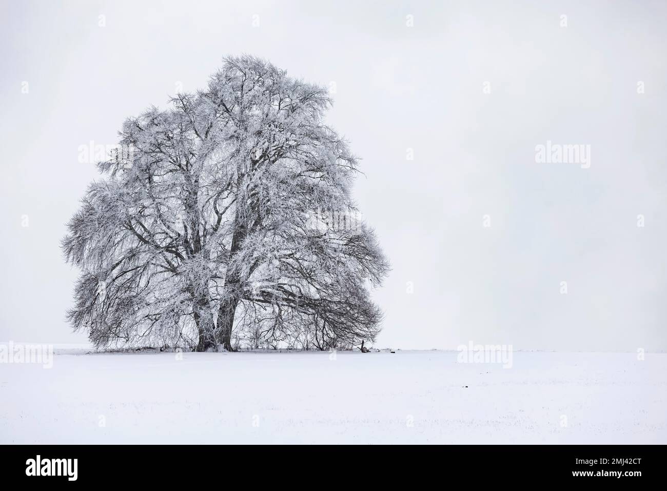 Hêtre (Fagus) au givre, hiver dans l'Alb souabe près de Roemerstein, Bade-Wurtemberg, Allemagne Banque D'Images