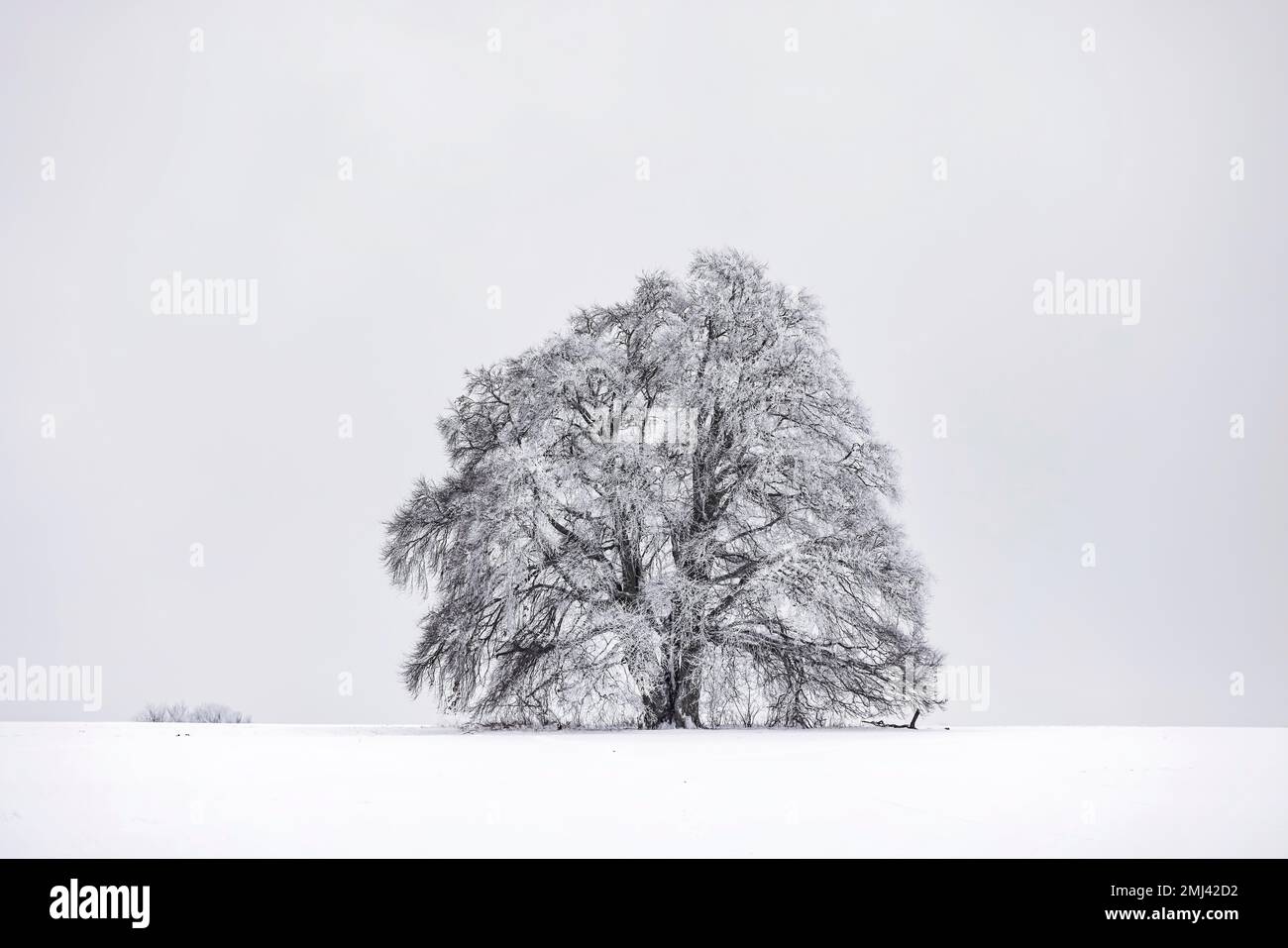 Hêtre (Fagus) au givre, hiver dans l'Alb souabe près de Roemerstein, Bade-Wurtemberg, Allemagne Banque D'Images