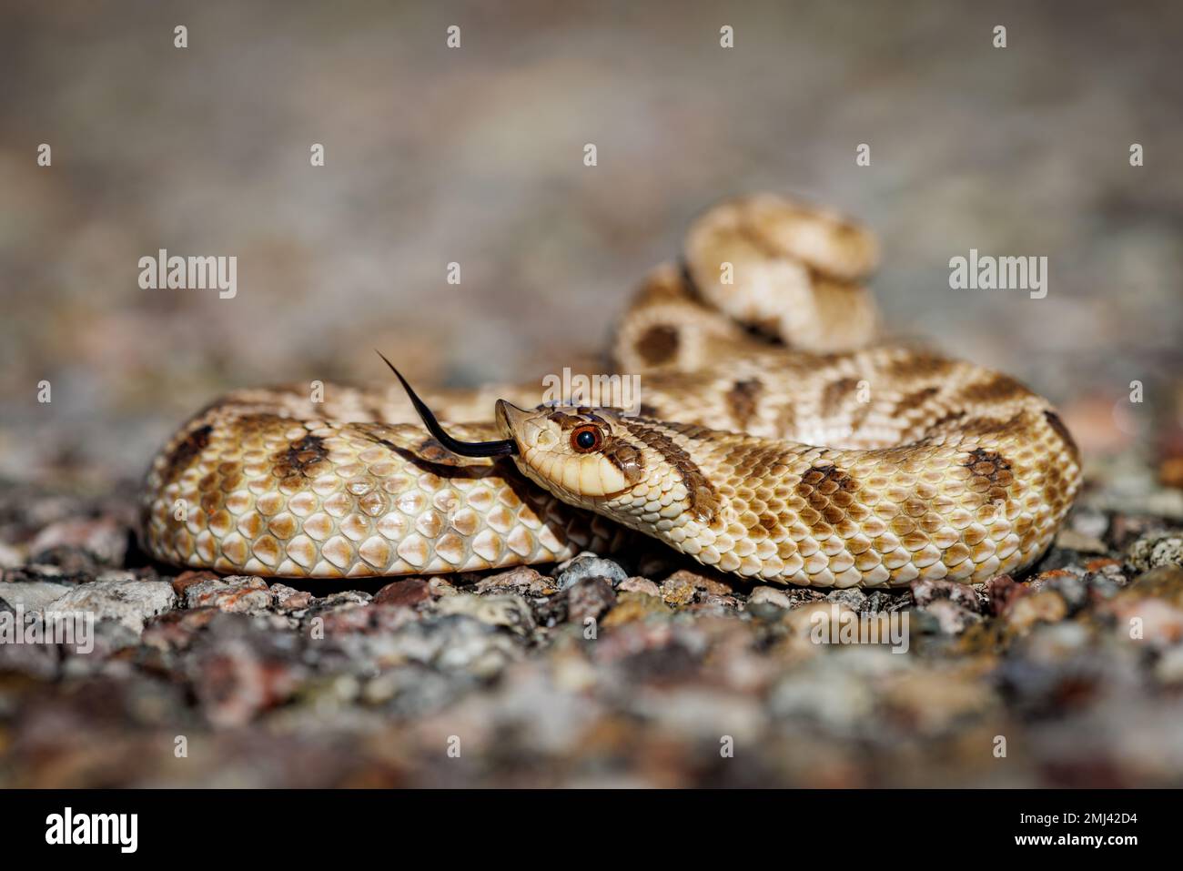 Serpent à nez de porc mexicain, comté de Sierra, Nouveau-mexique, États-Unis. Banque D'Images