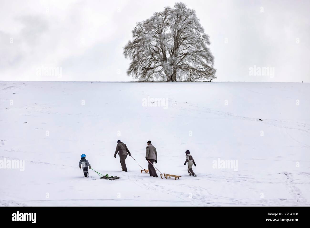 Hiver sur l'Alb souabe près de Roemerstein, gens tirant des traîneaux, Roemerstein, Bade-Wurtemberg, Allemagne Banque D'Images