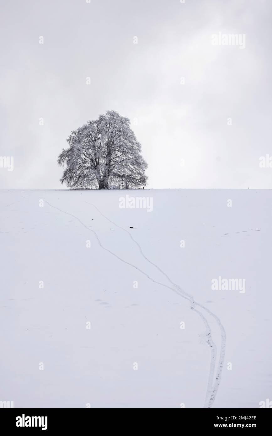 Hêtre (Fagus) au givre, hiver dans l'Alb souabe près de Roemerstein, Bade-Wurtemberg, Allemagne Banque D'Images