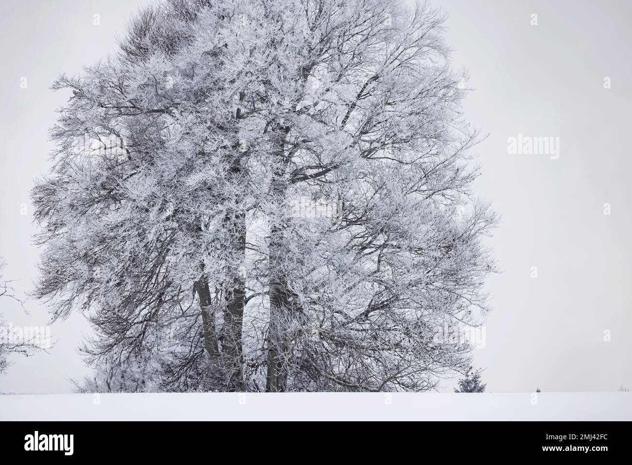 Hêtre (Fagus) au givre, hiver dans l'Alb souabe près de Roemerstein, Bade-Wurtemberg, Allemagne Banque D'Images