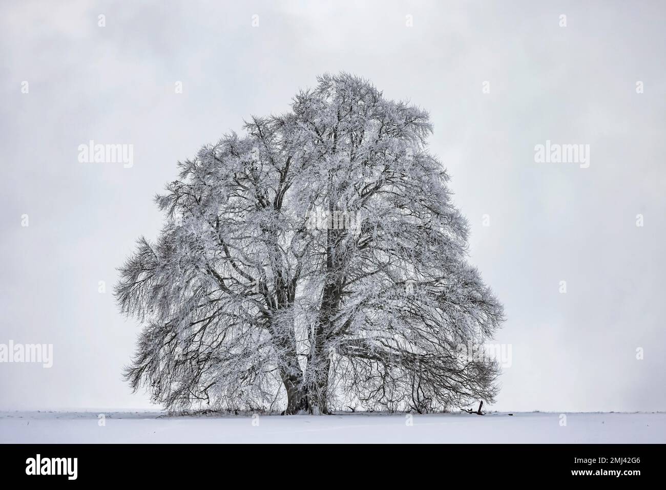Hêtre (Fagus) au givre, hiver dans l'Alb souabe près de Roemerstein, Bade-Wurtemberg, Allemagne Banque D'Images