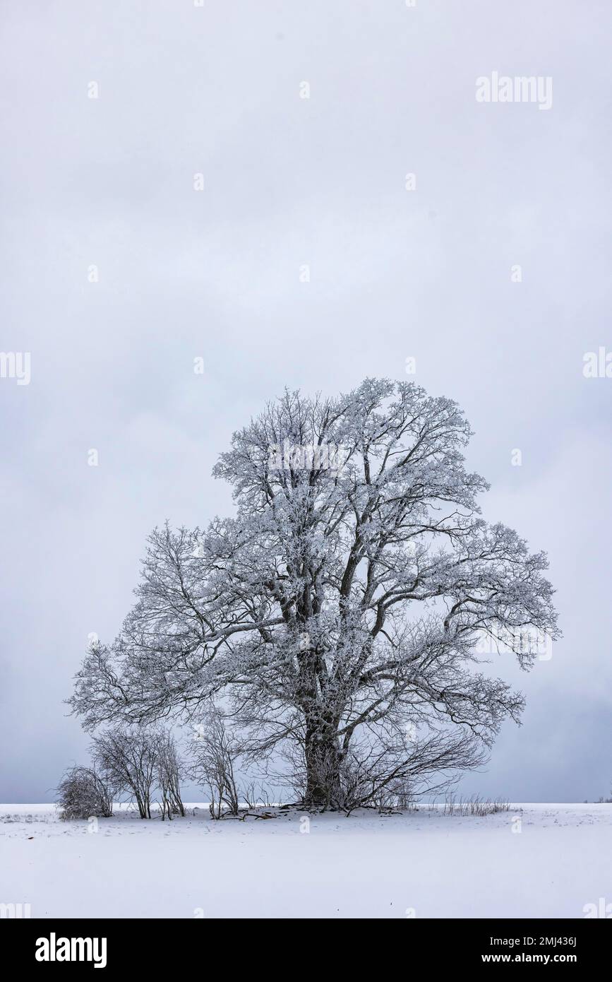 Hêtre (Fagus) au givre, hiver dans l'Alb souabe près de Bad Ditzenbach, Bade-Wuerttemberg, Allemagne Banque D'Images