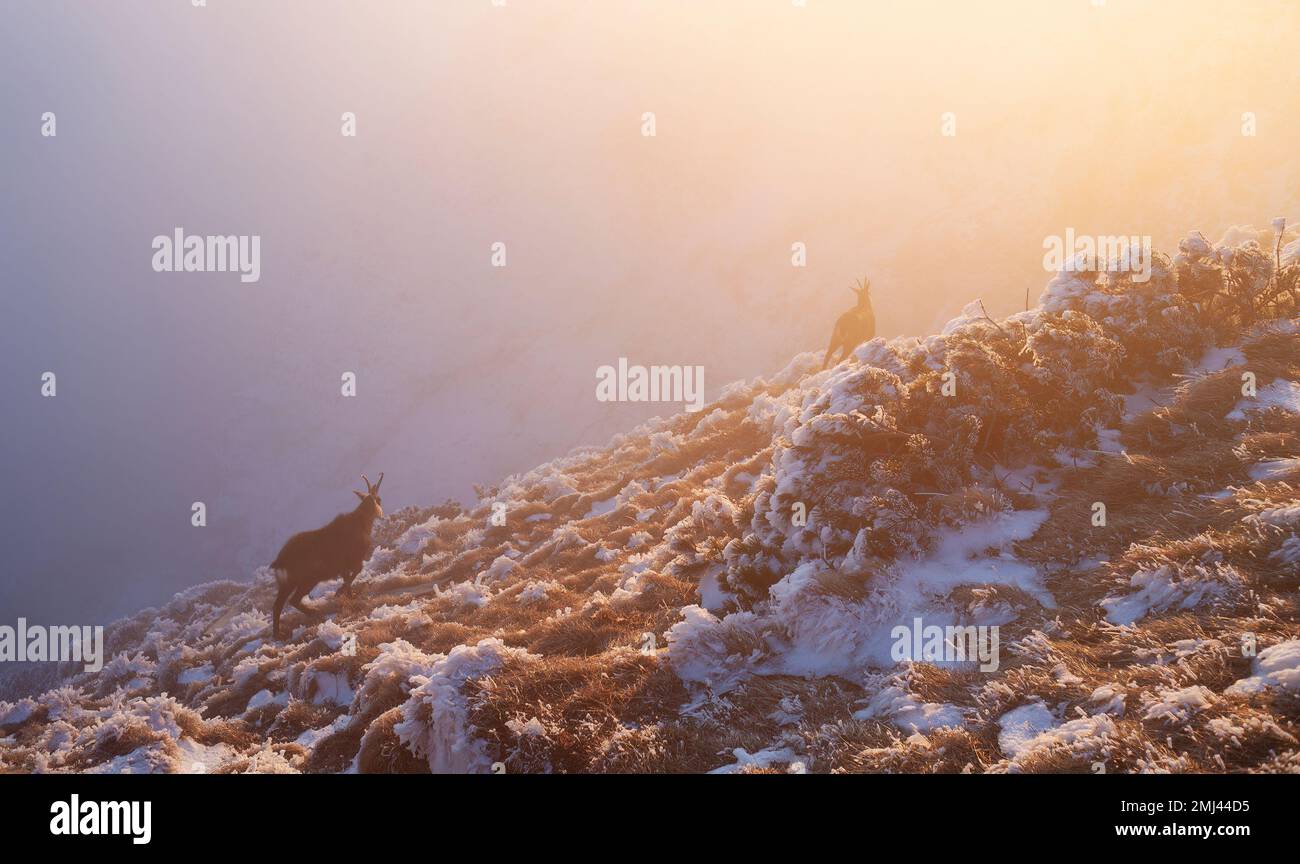 deux chèvres sauvages chamois dans le brouillard au coucher du soleil, faune de montagne Banque D'Images