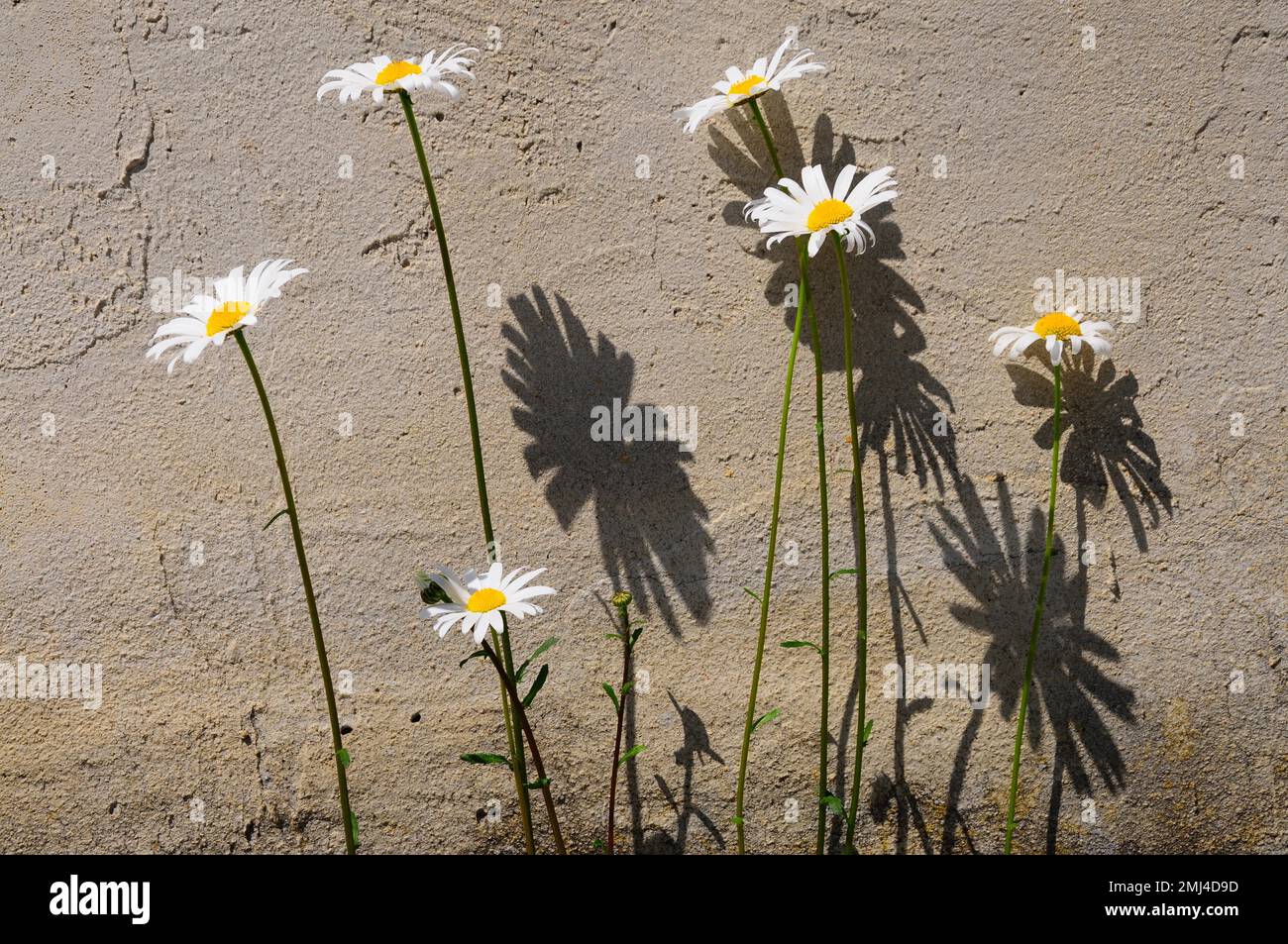 Marguerite à oeillet (Leucanthemum vulgare) (Syn. L. ircutianum) Banque D'Images