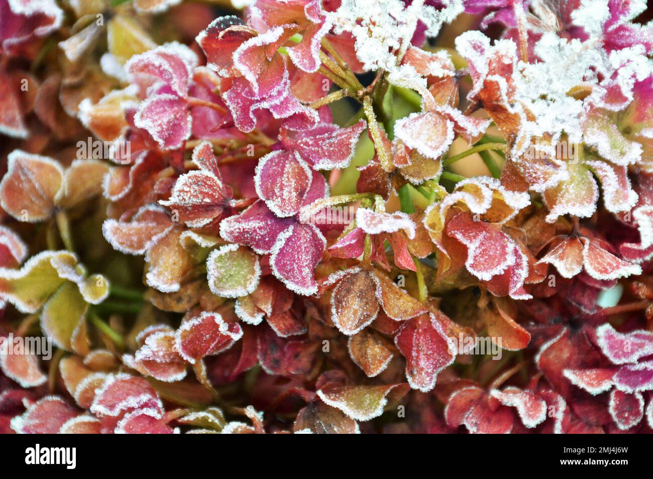 Gel hivernal sur la fleur d'hortensia. Concept d'arrière-plan floral hivernal Banque D'Images