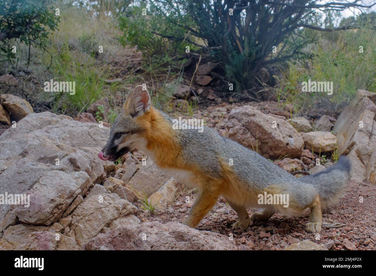 Gray Fox, Chupadera Mountains, Nouveau-Mexique, États-Unis. Banque D'Images