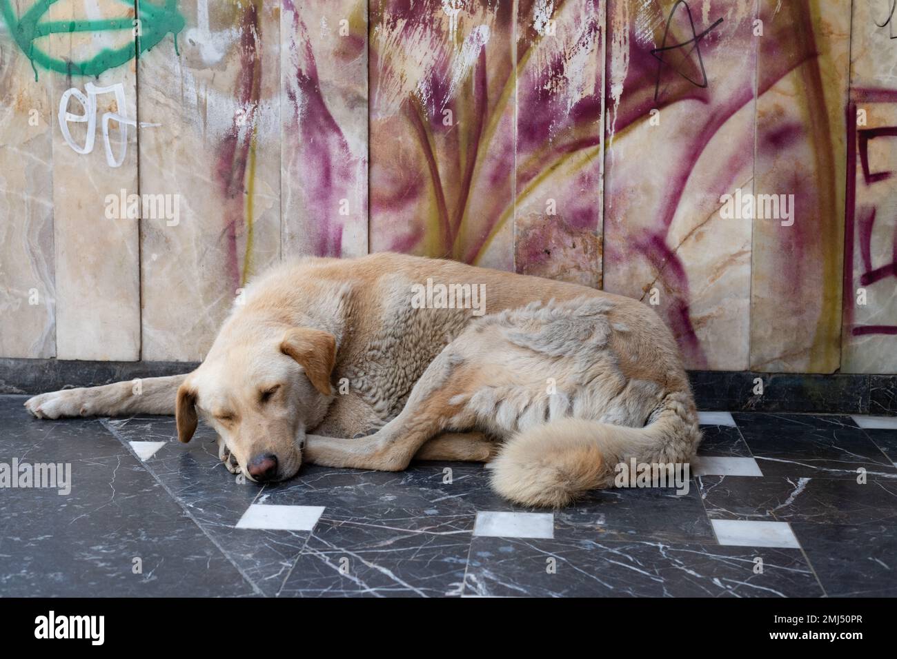 rue ou chien errant endormi à Istanbul, Turquie Banque D'Images