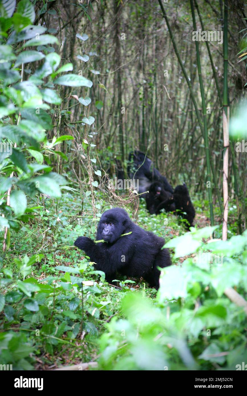 Montagne Gorilla mère et bébé gorille (Gorilla beringei beringei) Parc national des volcans, Rwanda Banque D'Images