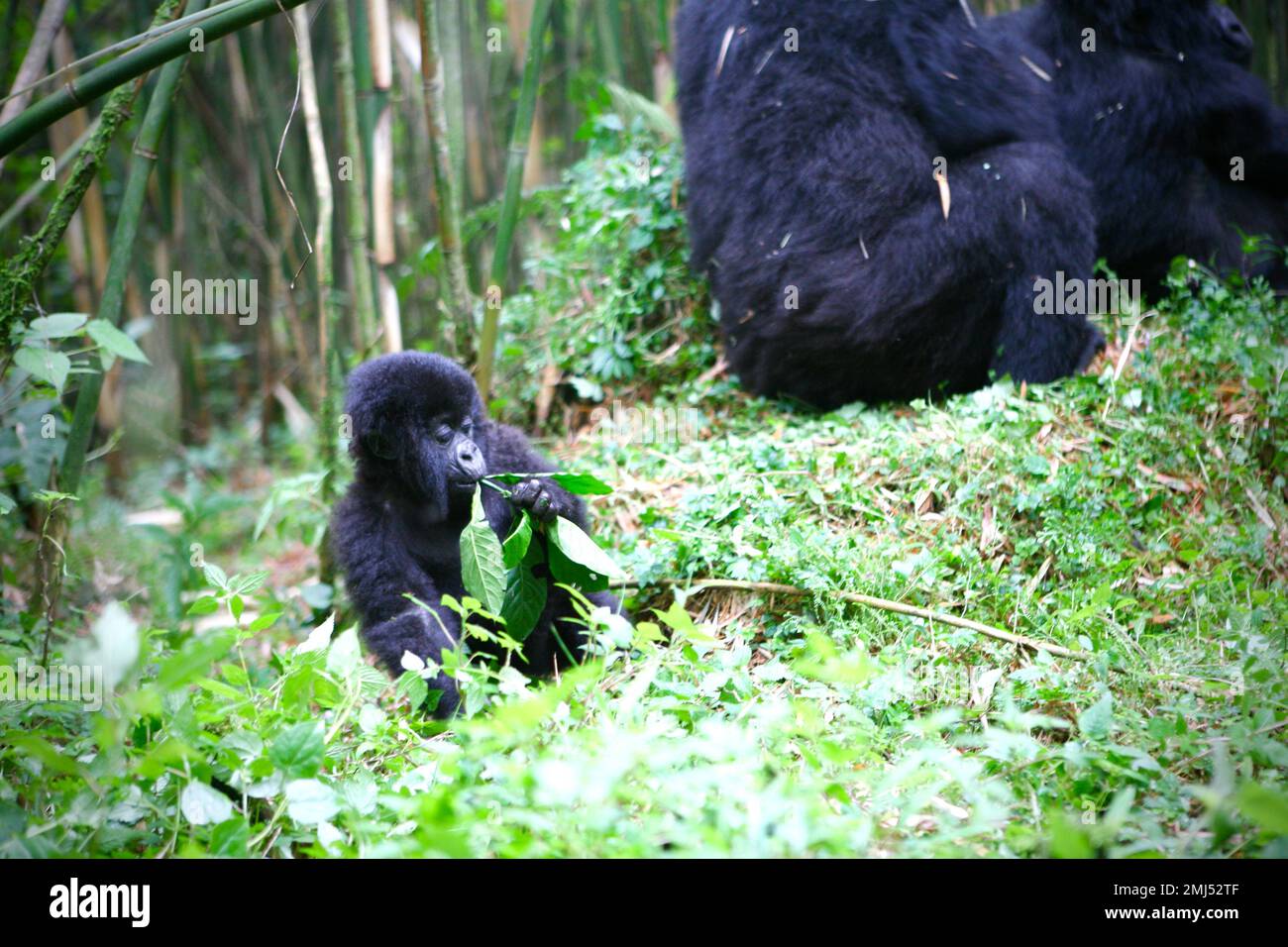 Montagne Gorilla mère et bébé gorille (Gorilla beringei beringei) Parc national des volcans, Rwanda Banque D'Images