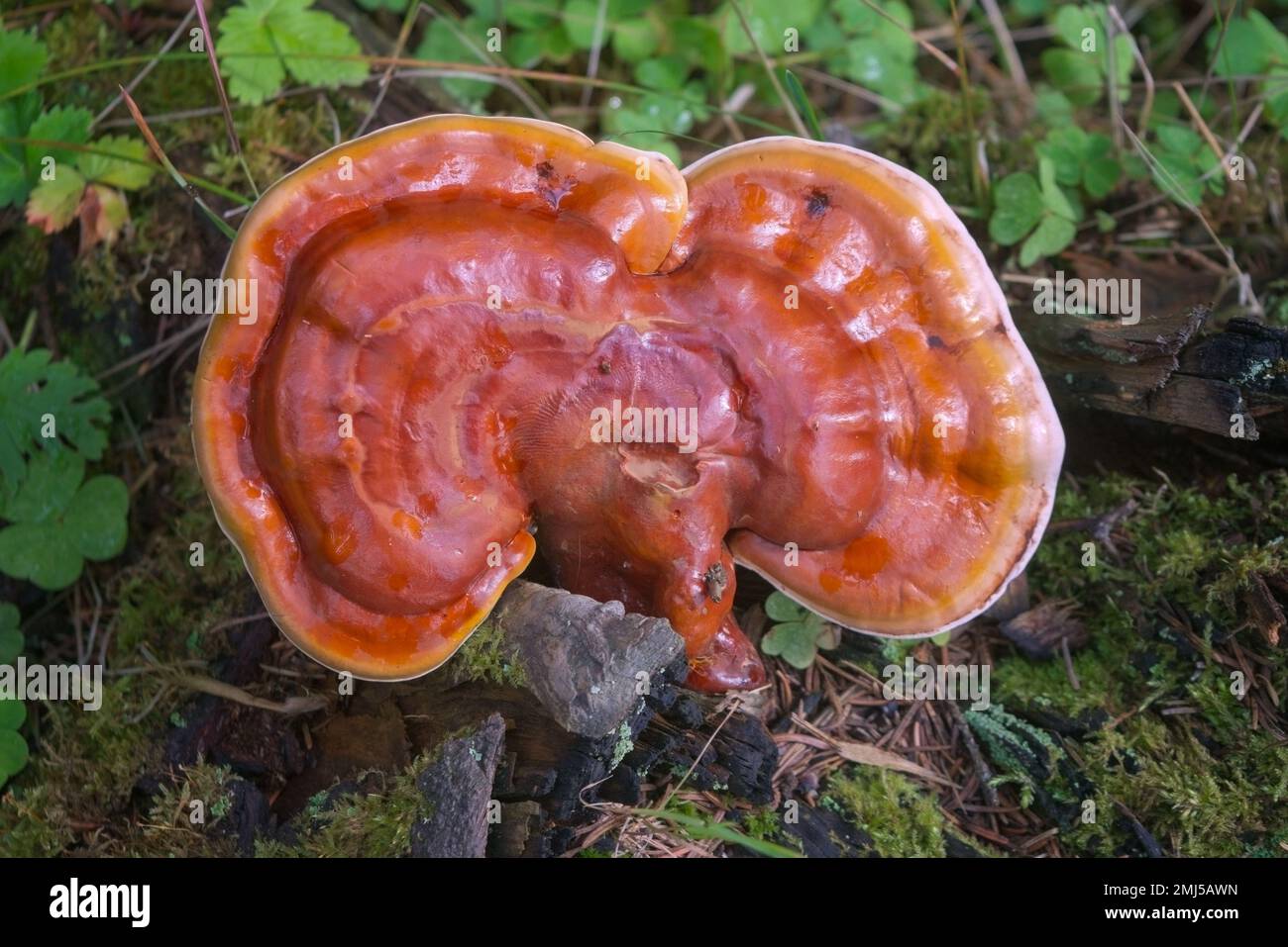 Ganoderma Lucidum Mushroom ou Ling Zhi Mushroom sur bois. Banque D'Images