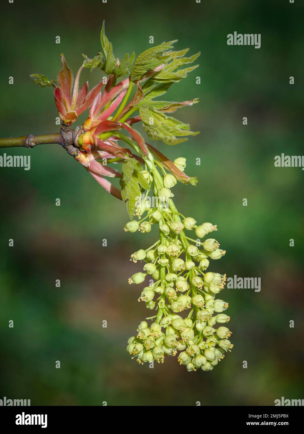 Fleurs d'érable à feuilles géantes; West Eugene Wetlands, Willamette Valley, Oregon. Banque D'Images