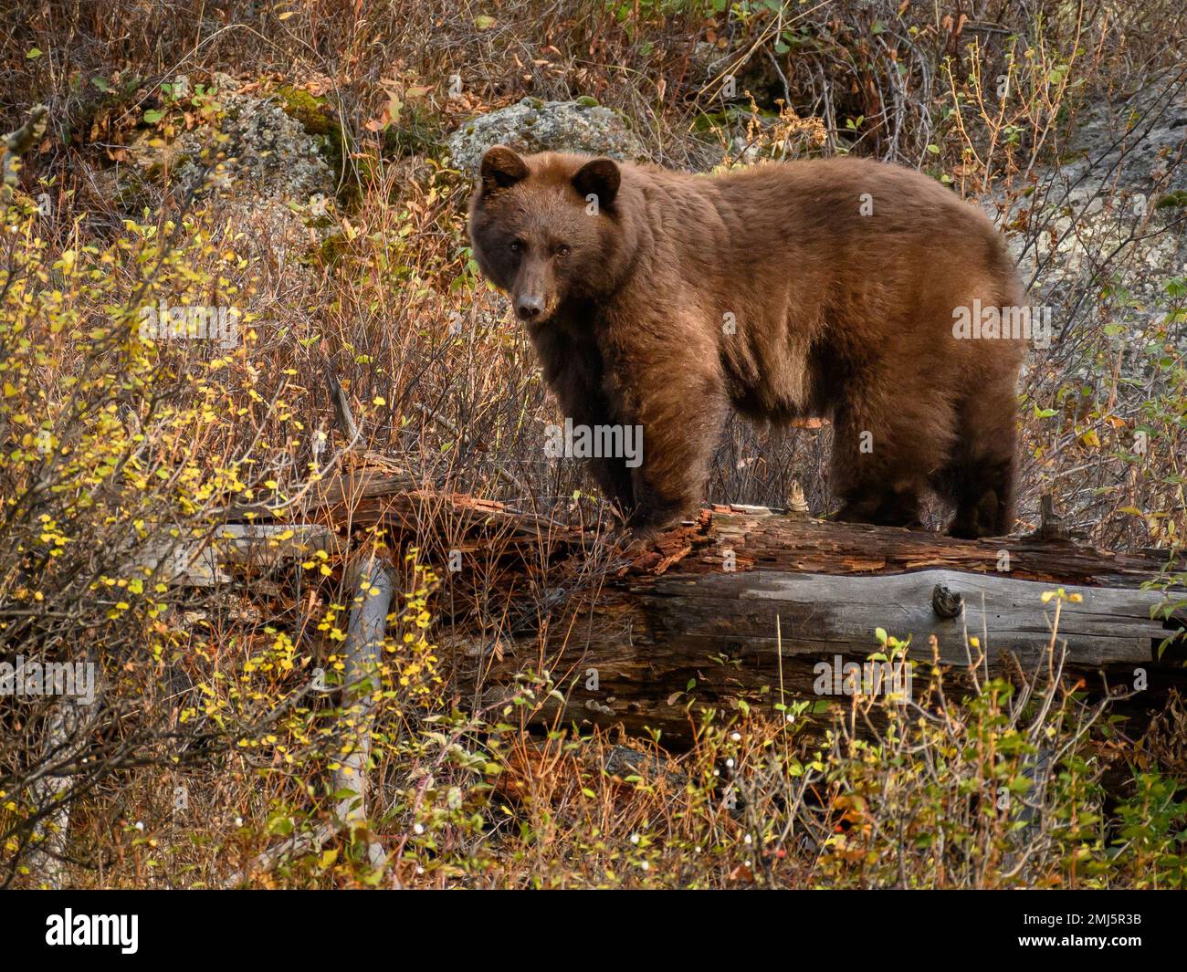 Ours noir à Slough Creek, parc national de Yellowstone. Banque D'Images