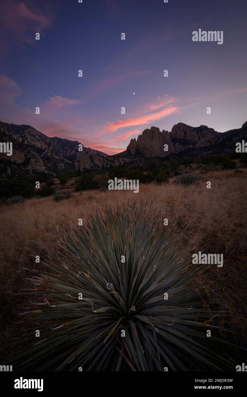 Yucca à feuilles étroites et les montagnes Chiricahua au coucher du soleil ; forêt nationale de Coronado, Arizona. Banque D'Images