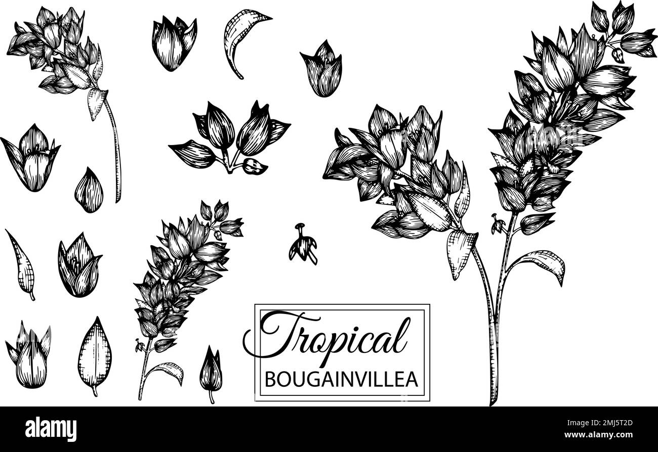 Illustration vectorielle de fleurs tropicales isolées sur fond blanc. Bougainvilliers dessinés à la main. Motif floral noir et blanc. Tropic des Illustration de Vecteur