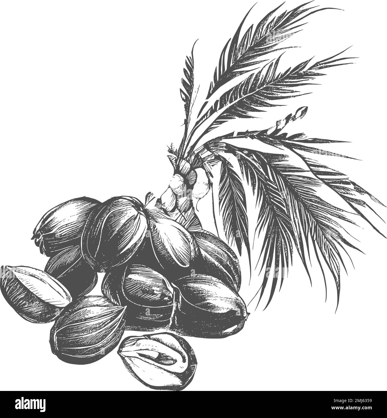 nk dates tirées avec feuilles. Les fruits mûrs pendent des branches.Border design avec la date feuilles de palmier et les fruits mûrs esquisse illustration vectorielle isolée Illustration de Vecteur