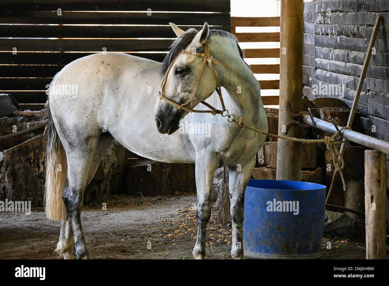 Cheval blanc regardant au Chili Banque D'Images