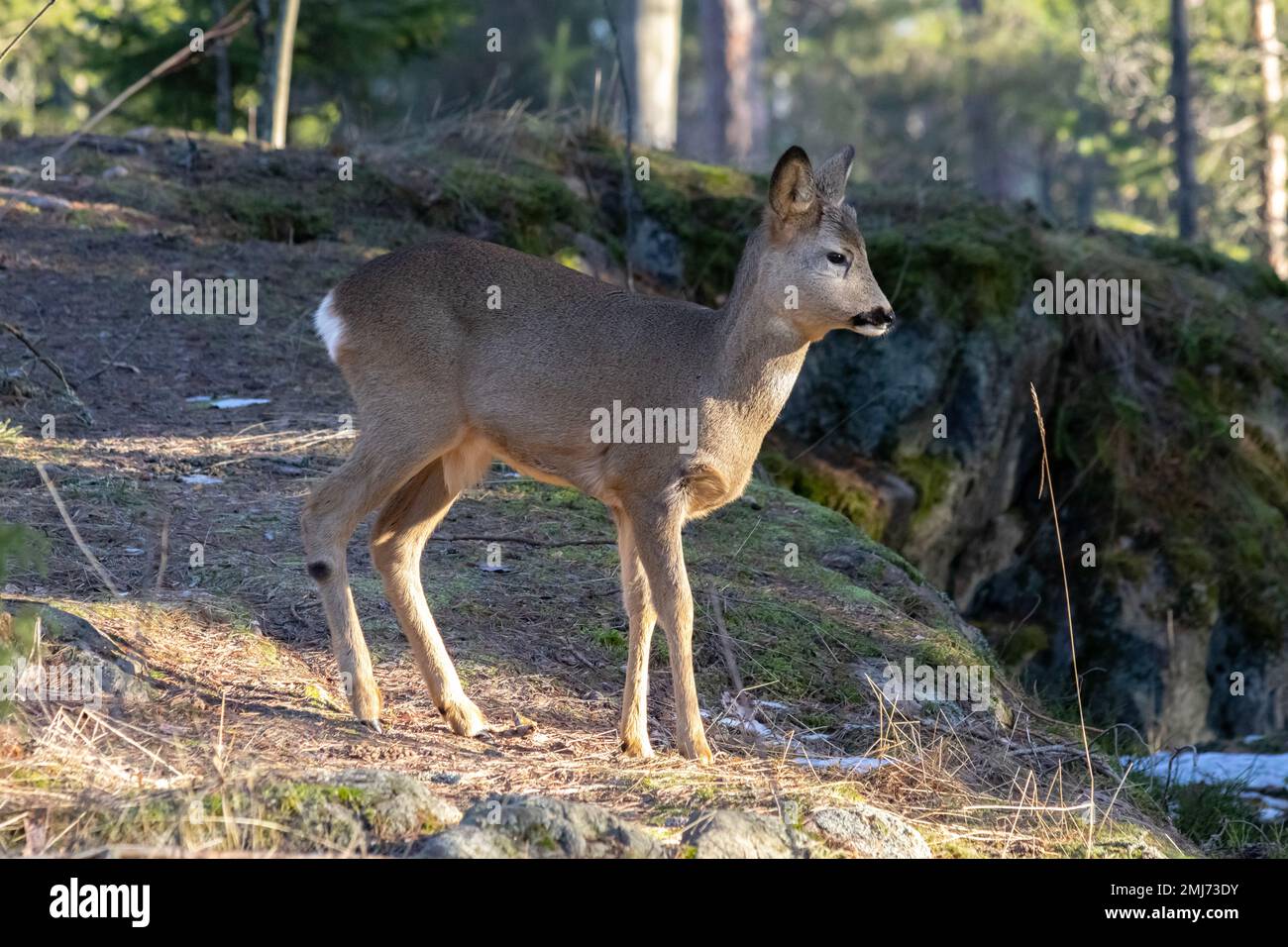 Les chevreuils dans la forêt Banque D'Images