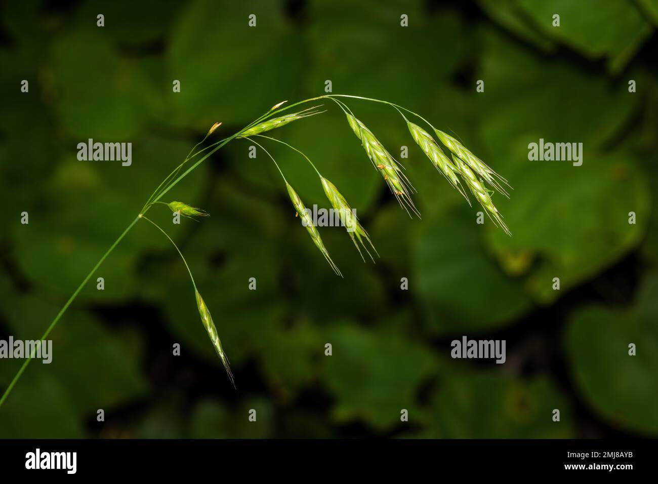 brome-chauve-banque-de-photographies-et-d-images-haute-r-solution-alamy