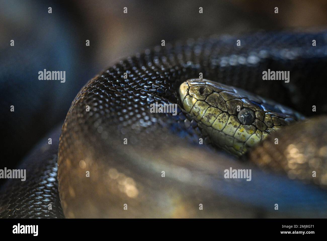 Le serpent Hierophis viridiflavus peut être vu dans le zoo pendant la période hivernale à Zagreb, Croatie sur 27 janvier 2023. Photo: Davor Puklavec/PIXSELL Banque D'Images