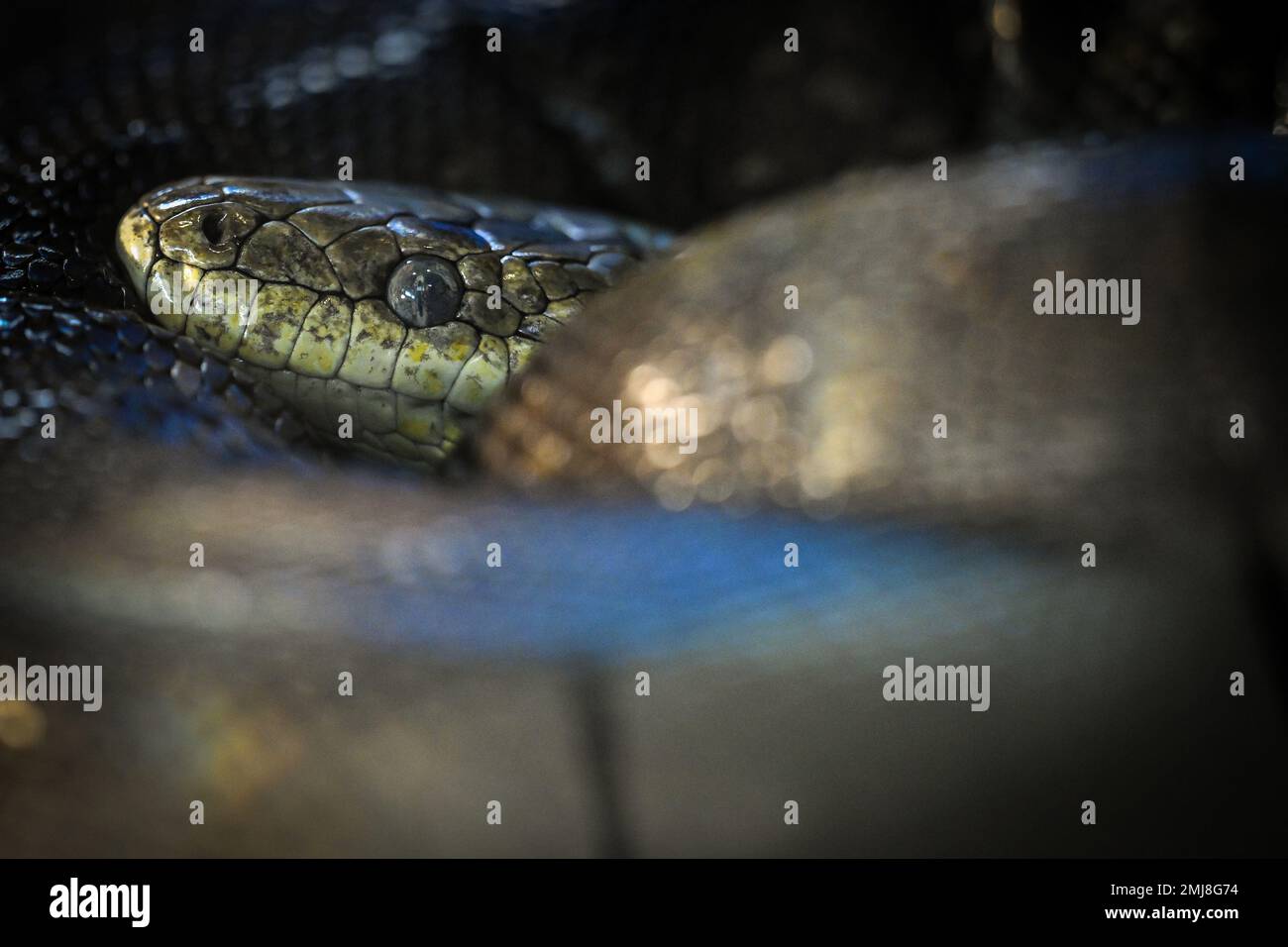 Le serpent Hierophis viridiflavus peut être vu dans le zoo pendant la période hivernale à Zagreb, Croatie sur 27 janvier 2023. Photo: Davor Puklavec/PIXSELL Banque D'Images