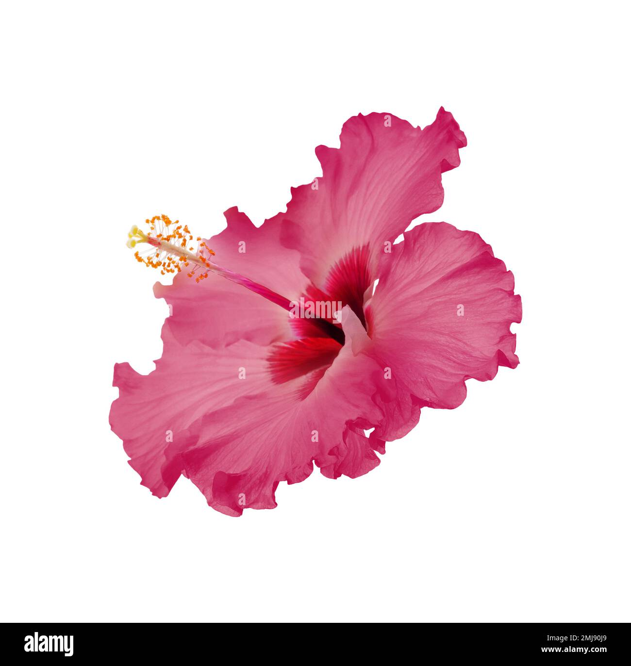 Belle fleur d'hibiscus tropical isolée sur blanc Banque D'Images