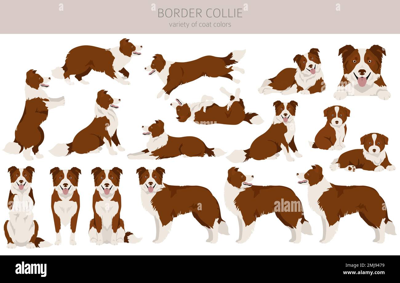 Bordure collie chien clipart. Ensemble de couleurs de manteau. Infographie sur les caractéristiques de toutes les races de chiens. Illustration vectorielle Illustration de Vecteur