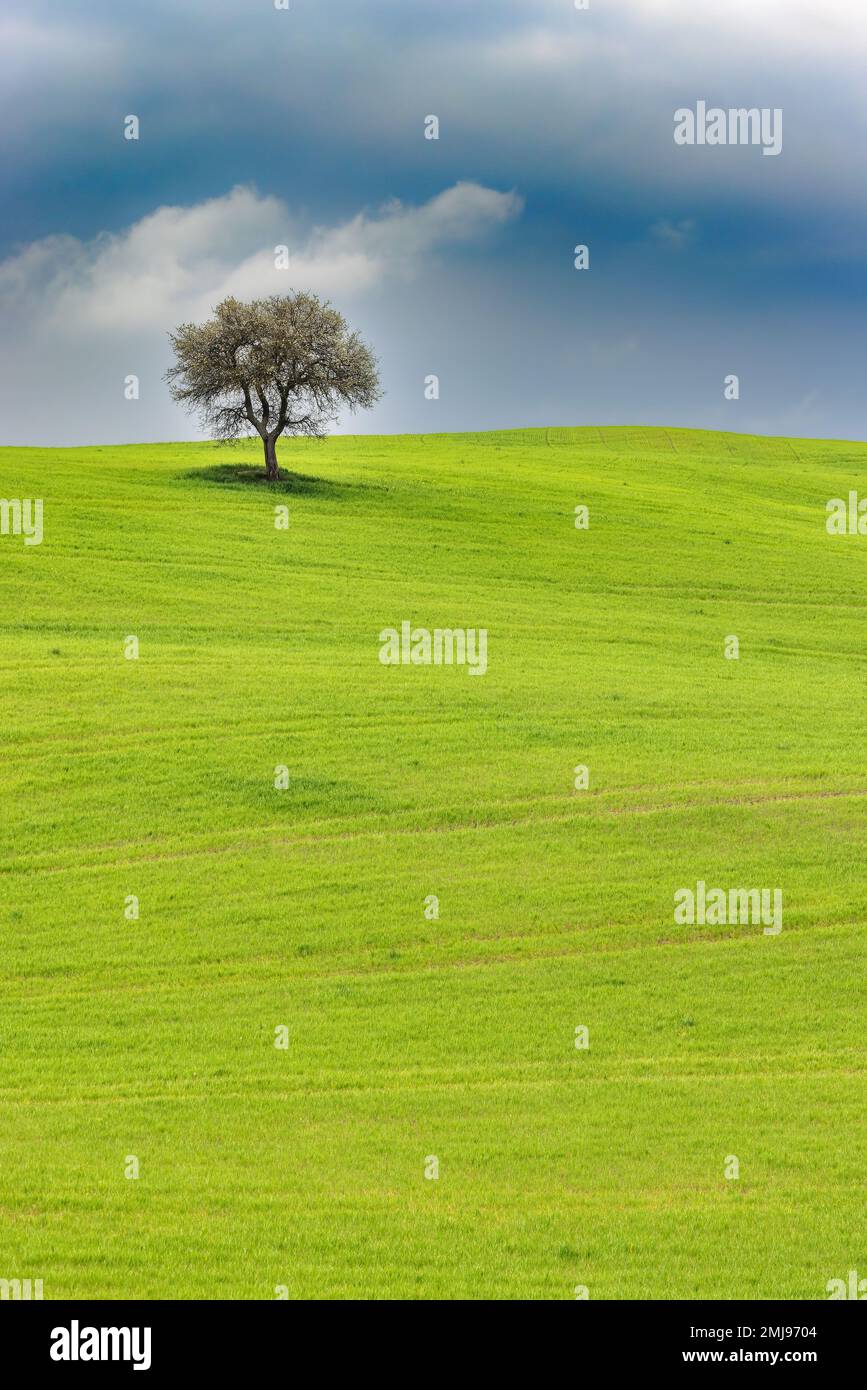 Paysage typique, arbre solitaire sur des collines verdoyantes au printemps dans le Val d'Orcia en Toscane, Italie. Banque D'Images