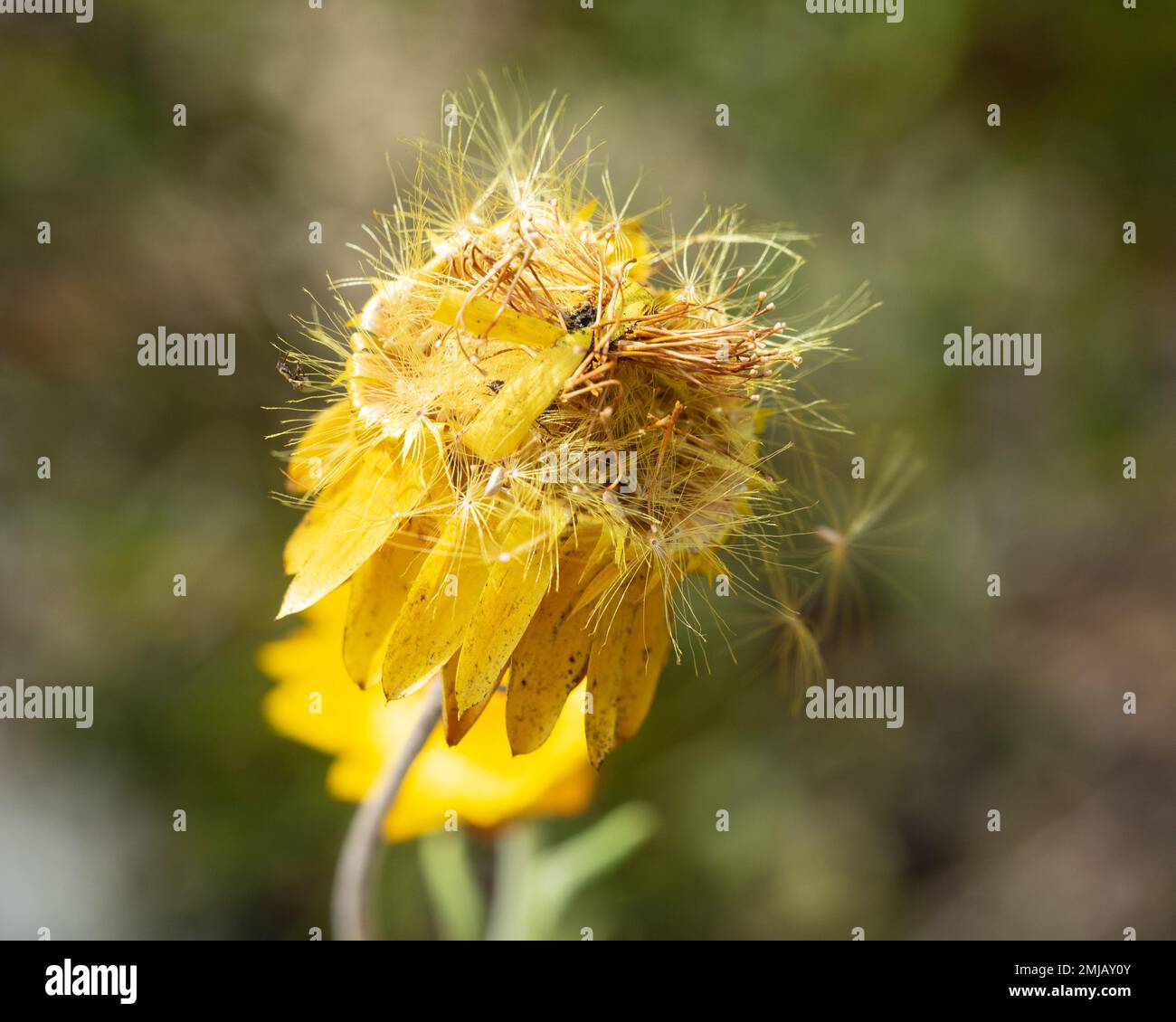 Sunny Yellow Paper Daisy ou Strawflower à la fin de son cycle de vie, les graines de Tufty soufflent dans le vent Banque D'Images