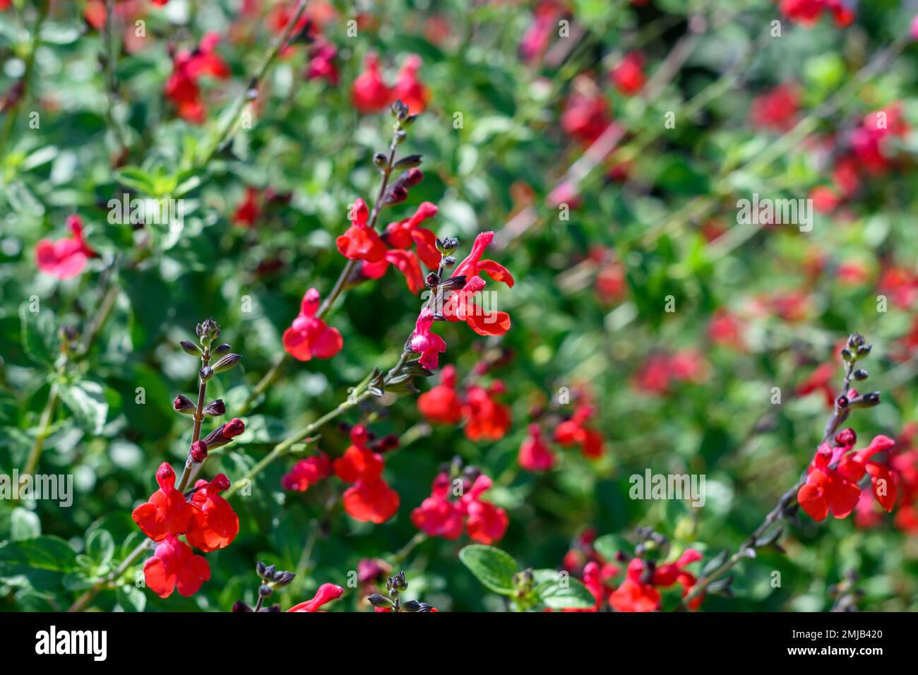 Sauge à fleurs royal Bumble ou salvia x jamensis Reve Rouge fleurit dans le jardin en été. DOF faible focale sélective Banque D'Images