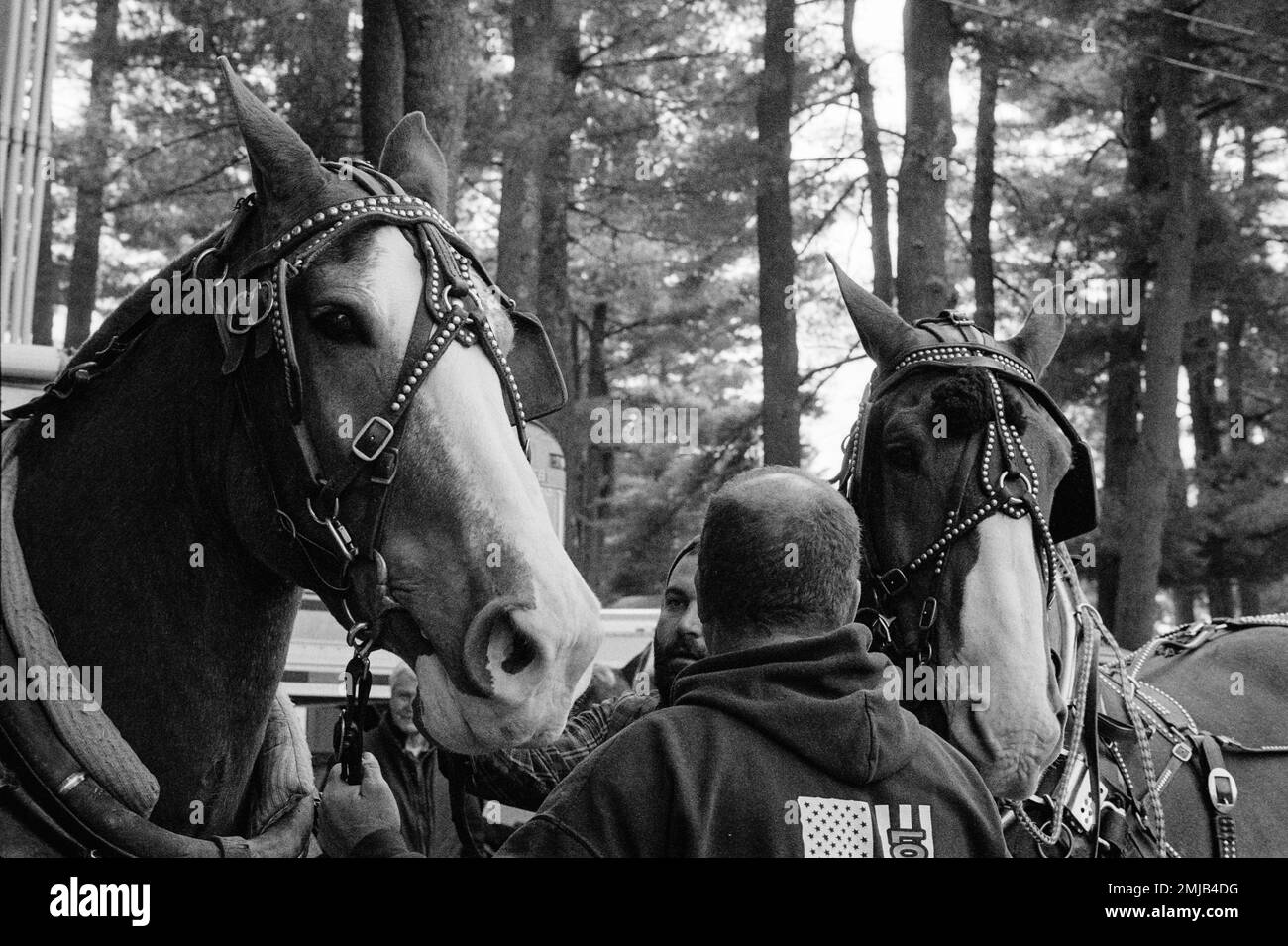 Deux beaux chevaux de travail attendent leur tour dans l'anneau de compétition avec leur propriétaire et visiteur à la foire de Deerfield, New Hampshire. L'image était Banque D'Images