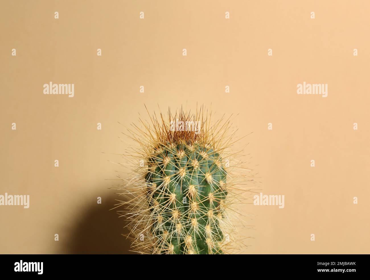 Magnifique cactus sur fond beige. Plante tropicale Banque D'Images